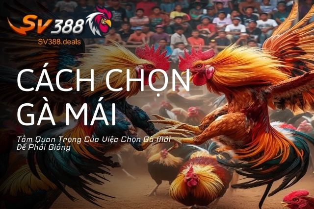 Tầm Quan Trọng Của Việc Chọn Gà Mái Để Phối Giống