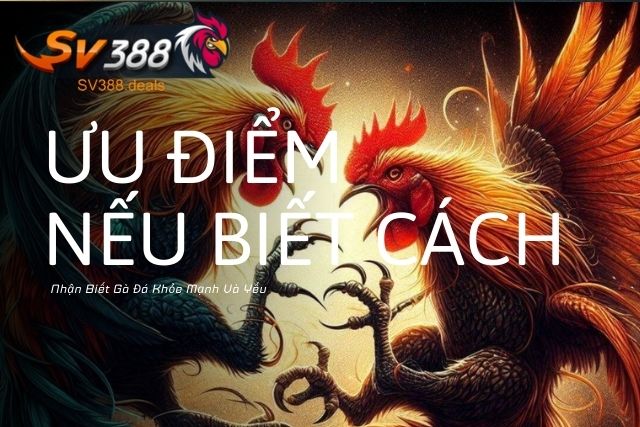 Ưu Điểm Nếu Biết Cách Nhận Biết Gà Đá Khỏe Mạnh Và Yếu