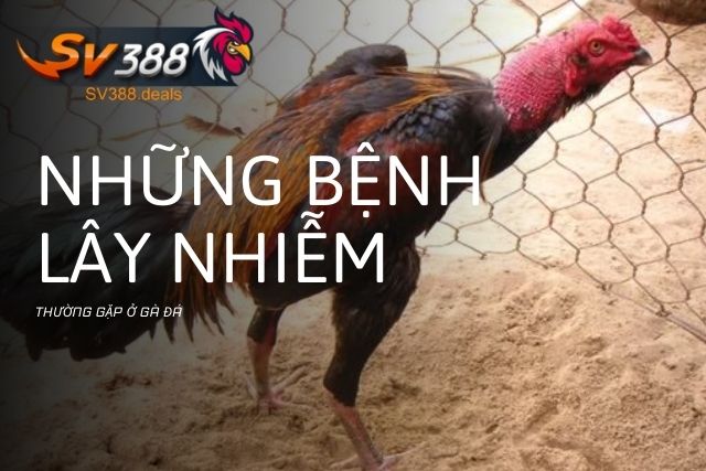 Những bệnh lây nhiễm thường gặp ở gà đá