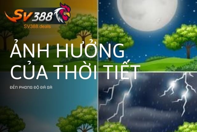 Các yếu tố thời tiết ảnh hưởng đến gà đá