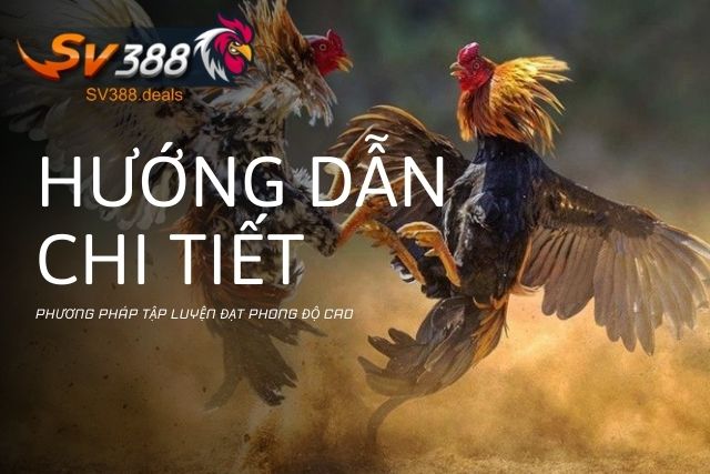 Phương Pháp Tập Luyện Gà Đá Đạt Phong Độ Cao: Hướng Dẫn Chi Tiết