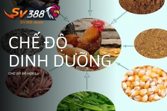 Chế độ dinh dưỡng cho gà đá hợp lý