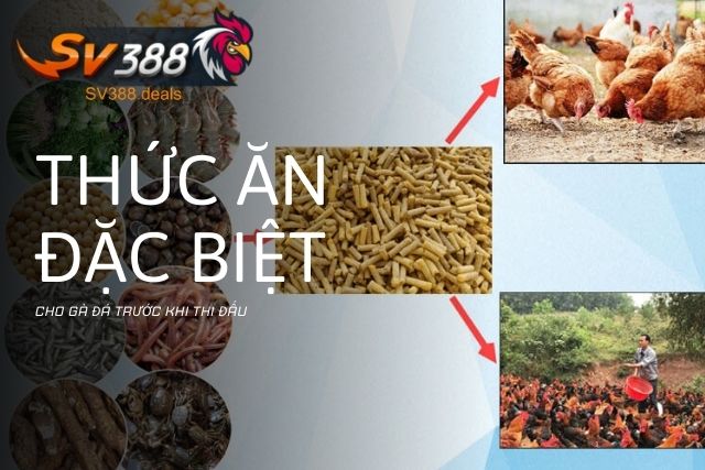 Thức ăn đặc biệt cho gà đá trước khi thi đấu