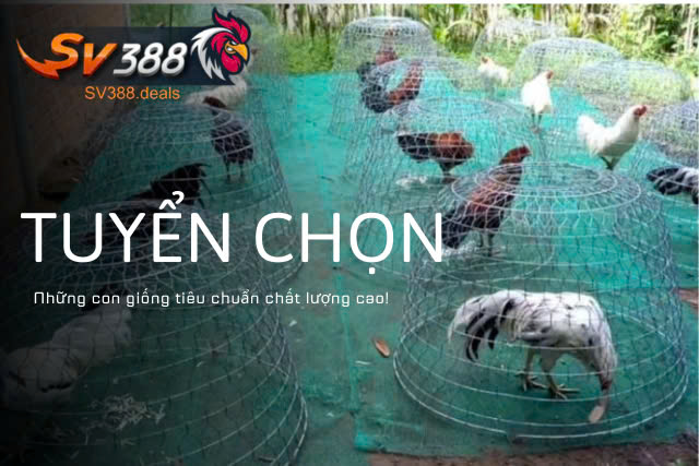 Kinh nghiệm nuôi gà đá lâu năm từ các chuyên gia SV388