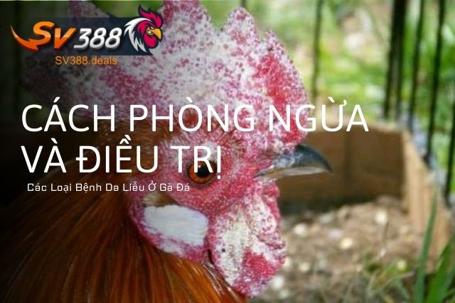 Cách Phòng Ngừa Và Điều Trị Các Loại Bệnh Da Liễu Ở Gà Đá