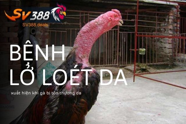 Bệnh lở loét da xuất hiện khi gà bị tổn thương da