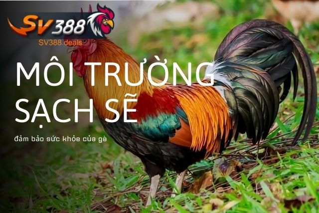 Môi trường sạch sẽ đảm bảo sức khỏe của gà