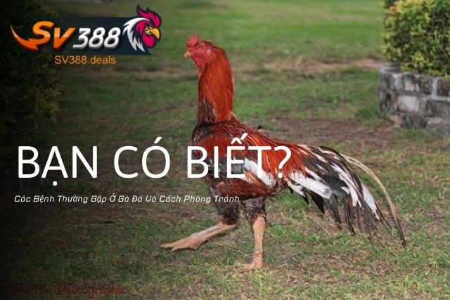 Các Bệnh Thường Gặp Ở Gà Đá Và Cách Phòng Tránh: Bạn Đã Biết Chưa?