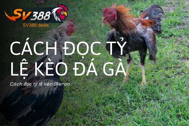 Cách đọc tỷ lệ kèo Meron