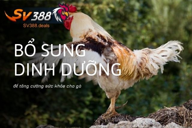 Bổ sung dinh dưỡng để tăng cường sức khỏe cho gà