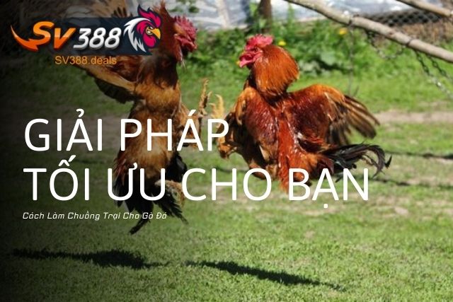 Cách Làm Chuồng Trại Cho Gà Đá: Giải Pháp Tối Ưu Cho Bạn