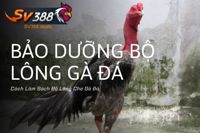 Cách Làm Sạch Bộ Lông Cho Gà Đá