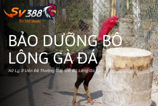 Xử Lý 3 Vấn Đề Thường Gặp Với Bộ Lông Gà Đá