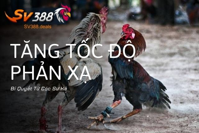 Cách Làm Tăng Tốc Độ Phản Xạ Cho Gà Đá: Bí Quyết Từ Các Sư Kê