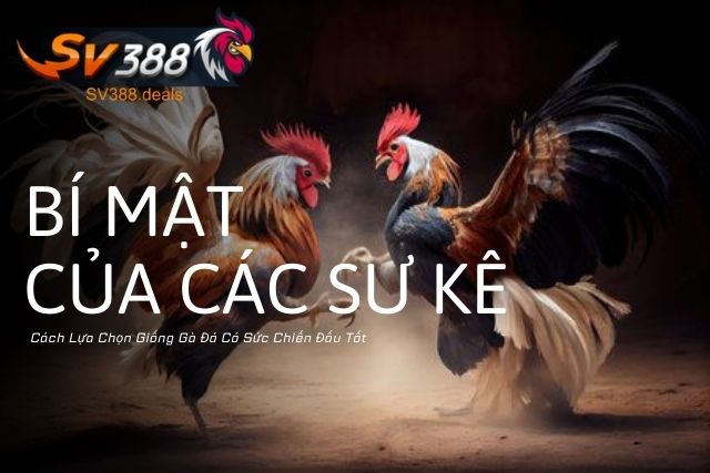 Cách Lựa Chọn Giống Gà Đá Có Sức Chiến Đấu Tốt: Bí Mật Của Các Sư Kê