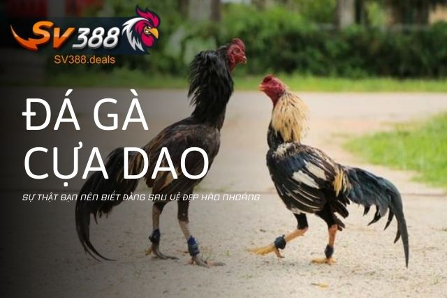 Đằng sau vẻ hào nhoáng của đá gà cựa dao: Sự thật bạn cần biết