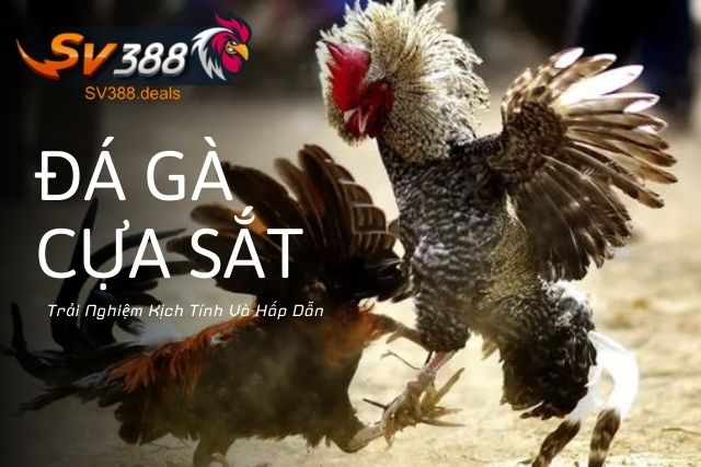 Đá Gà Cựa Sắt Tại SV388: Trải Nghiệm Kịch Tính Và Hấp Dẫn