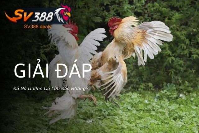 Giải đáp Đá Gà Online Có Lừa Đảo Không?