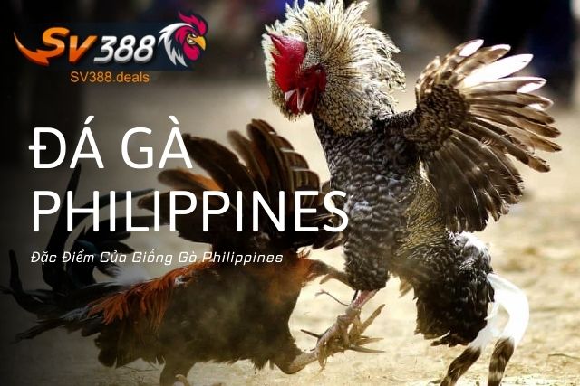 Đặc Điểm Của Giống Gà Philippines