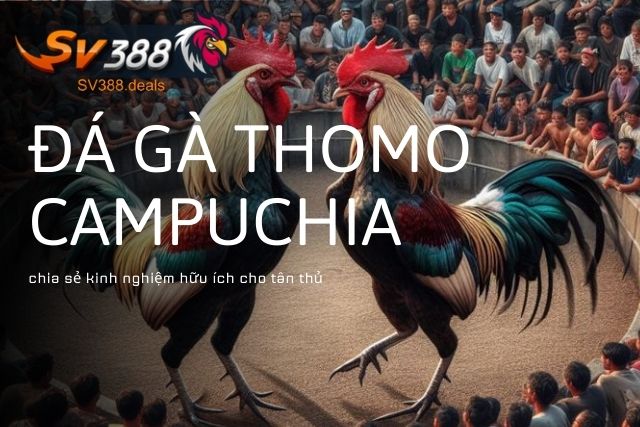 Kinh Nghiệm Đá Gà Thomo Campuchia Uy Tín Nhất