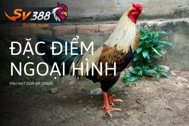 Đặc điểm ngoại hình thu hút