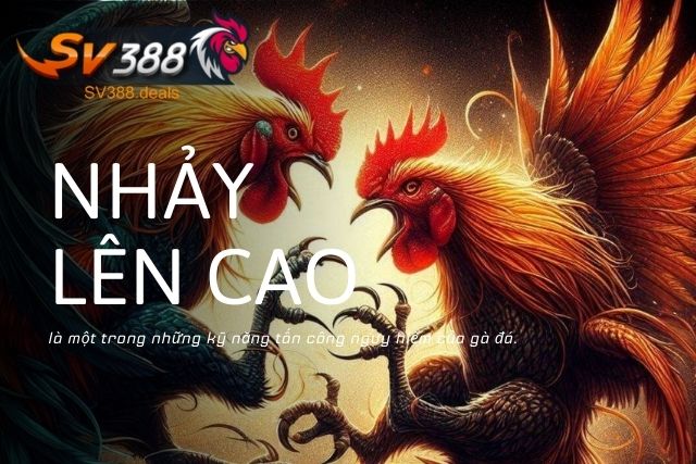 Nhảy lên cao là một trong những kỹ năng tấn công nguy hiểm của gà đá.