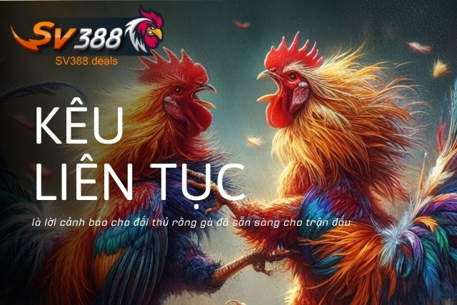 Kêu liên tục là lời cảnh báo cho đối thủ rằng gà đã sẵn sàng cho trận đấu