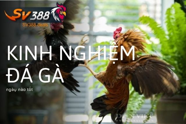 Kinh nghiệm đá gà ngày nào tốt