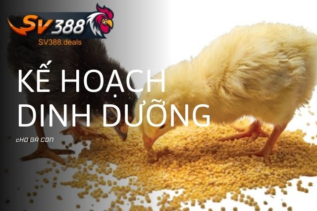 Chế độ dinh dưỡng cho gà con