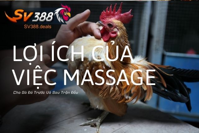 Lợi Ích Của Việc Massage Cho Gà Đá Trước Và Sau Trận Đấu