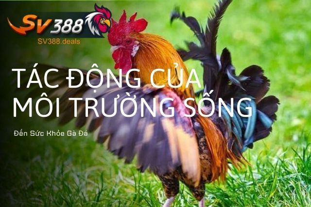 Tác Động Của Môi Trường Sống Đến Sức Khỏe Gà Đá