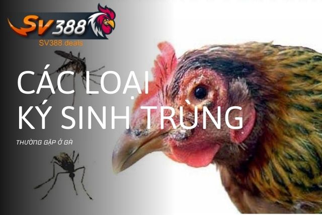 Các loại ký sinh trùng thường gặp của gà