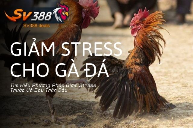 Tìm Hiểu Phương Pháp Giảm Stress Cho Gà Đá Trước Và Sau Trận Đấu 